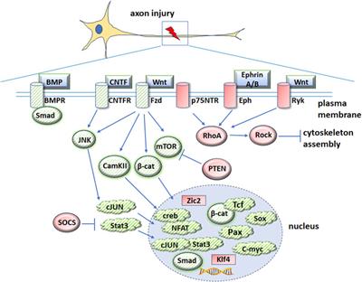 Repurposing development genes for axonal regeneration following injury: Examining the roles of Wnt signaling